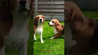 Play Barking Beagles [upl. by Ddat]