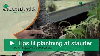 Stauder fra Plantetorvetdk  Tips til vedligeholdelse og plantning af stauder [upl. by Niltyak]