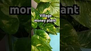 Village money plant monyplant viralshort shortsfeed plant ytshort trendingshorts shorts cute [upl. by Le]