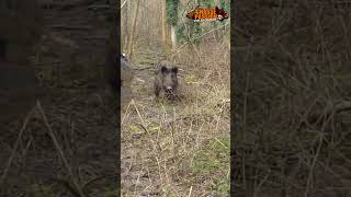 WILD BOAR ATTACK sanglier hunting [upl. by Dwight]