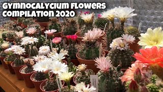 Gymnocalycium Flowers cactus plant in my collection  Gymno blooms  Cactus Flower  2020 [upl. by Yerot381]