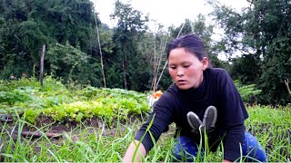 busy Rita i her farm house in the farm yard field  Life in rural Nepal lifeinruralnepal [upl. by Ecurb]