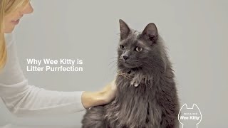 Why Wee Kitty is Litter Purrfection [upl. by Randell]