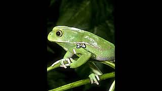 Cane Toad vs Waxy Monkey Tree Frog [upl. by Llemaj]