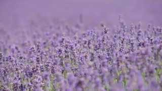 Yardley Londons English Lavender  the summer crop [upl. by Thgiwed473]