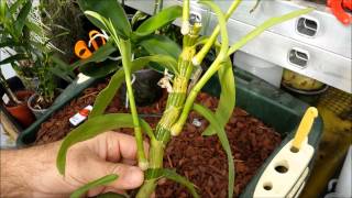 How to clone orchids with keiki paste [upl. by Filide996]