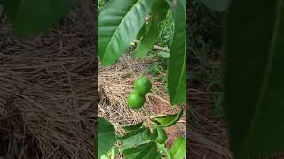 Abiu fruit shortvideo short fruit gardening nature [upl. by Nossila598]