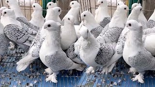 Amazing fancy pigeon varieties amp Breeding fancy pigeons  fancy pigeon name  Satinette pigeons [upl. by Lucienne114]