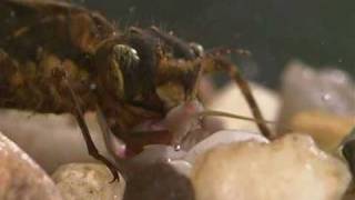 Dragonfly nymph feeding on small aquatic invertebrates [upl. by Nauq]