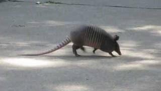 Briskly Walking 9Banded ARMADILLO of North Texas [upl. by Keeryt33]