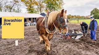 Belgische trekpaarden en Ardenners ploegen op ploegdag Ju met ’t peird  ikwashierlive in Lichtaart [upl. by Kashden]