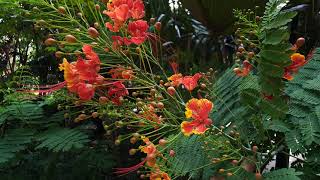 Caesalpinia pulcherrima  मयूर पुष्प  । Peacock flower । India [upl. by Setarcos868]