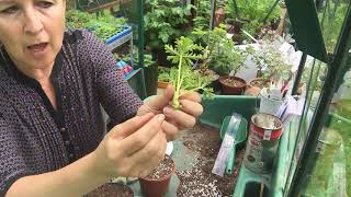 Softwood stem cuttings of Pelargonium zonale Propagation RHS level 2 [upl. by Aneetak]