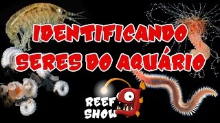 Reef Show 15  Identificando Seres do Aquário 1  Aquário Marinho [upl. by Decker]