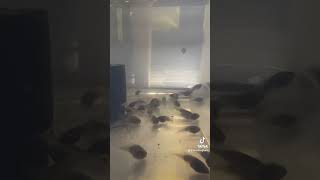 Borneo Eared Tree Frogs tadpoles swimming eating and playing with bubbles [upl. by Azal]