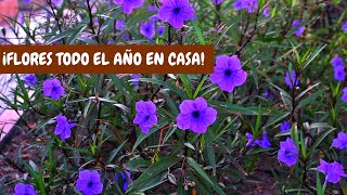 Petunias mexicanas cuidados básicos en casa  ¡Planta que florece diario [upl. by Ainerol298]