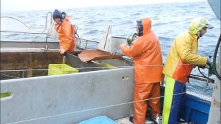 Pesca de caballa en el Cantábrico [upl. by Gustaf]