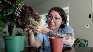 Separating and repotting Rattlesnake Plant [upl. by Mij]