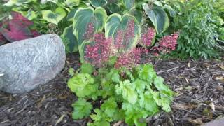 Coral Bells  Heuchera Berry Timeless [upl. by Jemie]