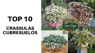 TOP 10 CRASSULAS CUBRESUELOS [upl. by Letnuahs]