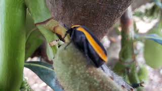 Pachnoda marginata is a Beetle commonly called the sun beetle or Congo chafer beetle [upl. by Anwadal]