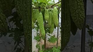 How to Grow Bitter Gourd Plant at Home plants farming shorts [upl. by Ernald]