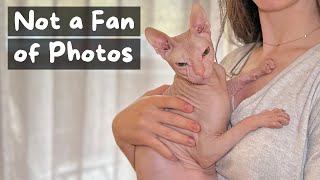 Things You Should Know Before Getting a Sphynx Cat  The Cat Butler [upl. by Prima452]