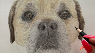 Drawing a Puggle in Coloured Pencils [upl. by Agosto399]