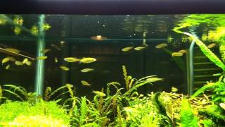 Glowlight Danio Feeding Frenzy [upl. by Joses]