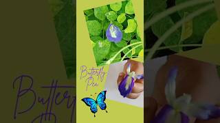 Butterfly Pea 🦋 corolla youtubeshorts [upl. by Tuchman]