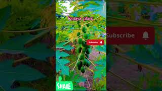 Papaya plant shorts gardening trending youtubeshorts viralvideos gardengingtips asmr [upl. by Blakely]