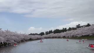 弘前公園桜祭り🌸ボート🚣 Hirosaki Park Cherry Blossom Festival🌸Boat🚣 [upl. by Ehcropal]