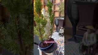 Forest Bonsai Mixed colors TaxusTejo amp Atriplex bonsai forest tejo bonsaiindonesia garden 庭 [upl. by Thun]