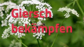 Giersch bekämpfen Unsere Tipps [upl. by Kissel493]