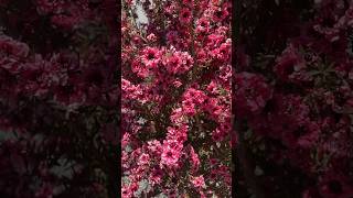 Leptospermum scoparium  Manuka Tea Tree ‘Gaiety Girl’ teatree leptospermum manuka [upl. by Sweeney]