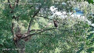 Hays Eagles Nest has a Red Tailed Hawk Visitor 73124 [upl. by Quickel557]