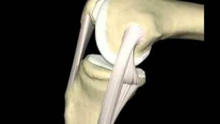 Ligamento Colateral Medial [upl. by Enuahs]