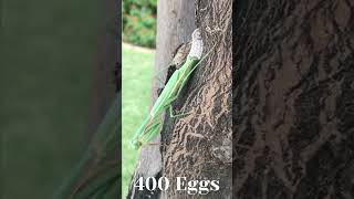 മുട്ടയുടെ SHAPE ഇല്ലാത്തൊരു മുട്ട Praying mantis egg unique egg around us animal factOotheca [upl. by Siraf]