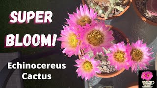 2022 Super Bloom Echinocereus reichenbachii albispinus cactusflower [upl. by Auqenes]