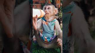 Monkey in a Dress Enjoys Condense Milk 🐒😎 [upl. by Arrahs]