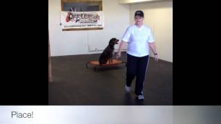 Coonhound With Great Obedience Dog Training Woodbridge Va [upl. by Hughmanick]