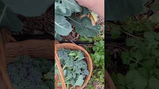 How to grow sprouting broccoli texasgarden gardentips gardenharvest fromthegarden [upl. by Aicilaanna]