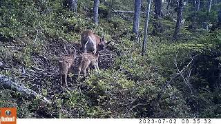 Licking Branch 2 July 212 [upl. by Rrats]