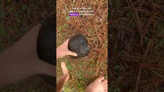 Catching Yellow Belly Slider Pond Turtles in South Carolina [upl. by How793]