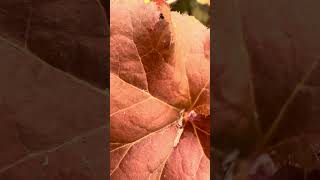 Beautiful  Heuchera Orangeberry nature flowers plants [upl. by Maible637]