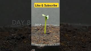 gardening plants plants garden gardeningtips tomato gardenflowers planting gardenplants pl [upl. by Devaj865]