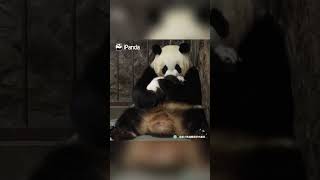 Clips Of Panda Baby And Mom In Every Step Of The Childhood  iPanda shorts [upl. by Wendy]