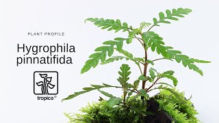 Hygrophila pinnatifida [upl. by Ennoid]