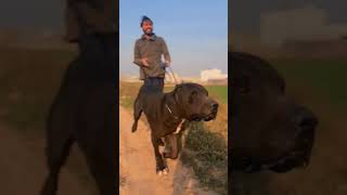 bully kutta boxer training time [upl. by Clancy]