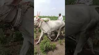 Palledoddi shiva khillari bulls instagramviralshort shortsfeedvillagebulls bigbossvilllagevlog [upl. by Anirdnajela]